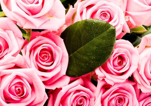 Rose (Rosa), a kind of flower which belongs to the rose-like family, includes over 200 species (according to some researchers up to a few thousands) bushes, which can be found in temperate and warm areas of the northern hemisphere.