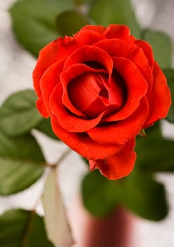 Rose (Rosa), a kind of flower which belongs to the rose-like family, includes over 200 species (according to some researchers up to a few thousands) bushes, which can be found in temperate and warm areas of the northern hemisphere.