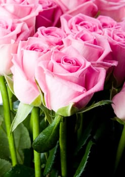 Rose (Rosa), a kind of flower which belongs to the rose-like family, includes over 200 species (according to some researchers up to a few thousands) bushes, which can be found in temperate and warm areas of the northern hemisphere.