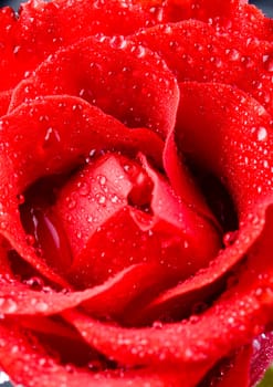 Rose (Rosa), a kind of flower which belongs to the rose-like family, includes over 200 species (according to some researchers up to a few thousands) bushes, which can be found in temperate and warm areas of the northern hemisphere.