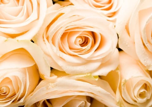 Rose (Rosa), a kind of flower which belongs to the rose-like family, includes over 200 species (according to some researchers up to a few thousands) bushes, which can be found in temperate and warm areas of the northern hemisphere.