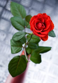 Rose (Rosa), a kind of flower which belongs to the rose-like family, includes over 200 species (according to some researchers up to a few thousands) bushes, which can be found in temperate and warm areas of the northern hemisphere.