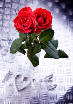 Rose (Rosa), a kind of flower which belongs to the rose-like family, includes over 200 species (according to some researchers up to a few thousands) bushes, which can be found in temperate and warm areas of the northern hemisphere.