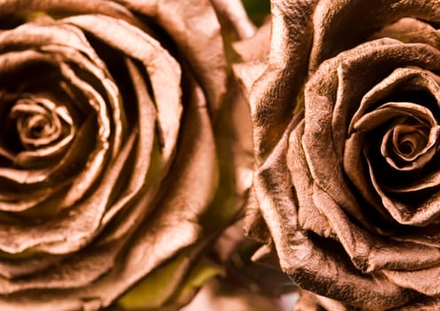 Rose (Rosa), a kind of flower which belongs to the rose-like family, includes over 200 species (according to some researchers up to a few thousands) bushes, which can be found in temperate and warm areas of the northern hemisphere.