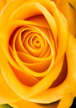 Rose (Rosa), a kind of flower which belongs to the rose-like family, includes over 200 species (according to some researchers up to a few thousands) bushes, which can be found in temperate and warm areas of the northern hemisphere.            Rose (Rosa)