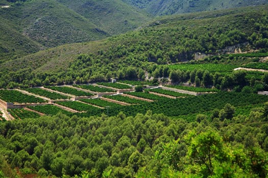 Orange's orchard in inland, Spain