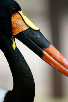 Saddle Billed Stork