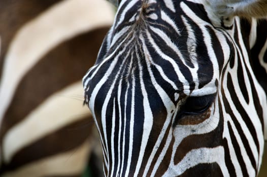 Zebras