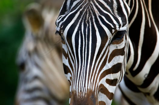 Zebras