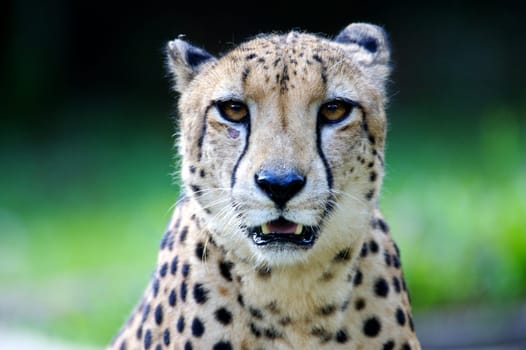 King Cheetah