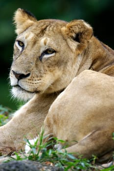 Lions