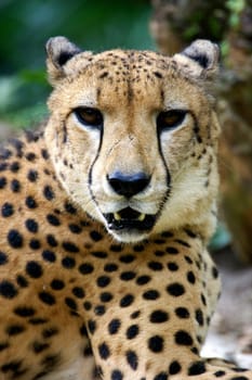 King Cheetah
