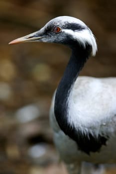 Blue Crane