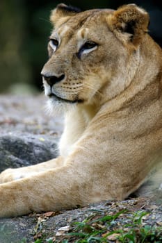 Lions