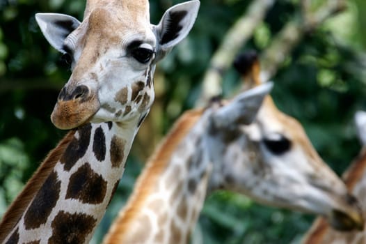 Giraffes