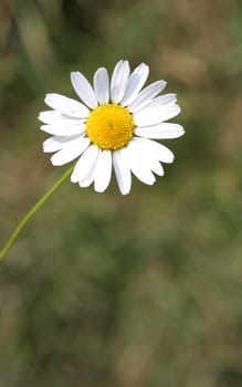 Camomile on a background of the ground in the afternoon