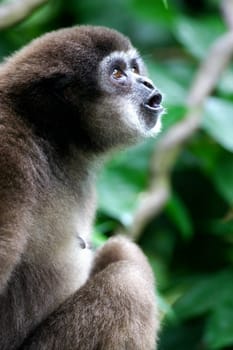 White Handed Gibbon