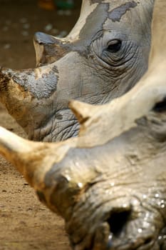 White Rhinoceros