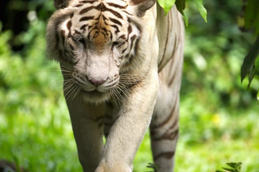 White Tiger