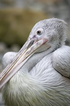 Pelican