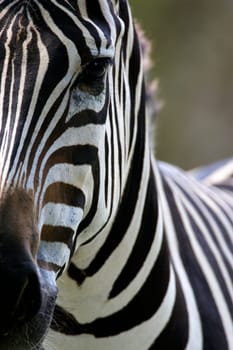 Zebras