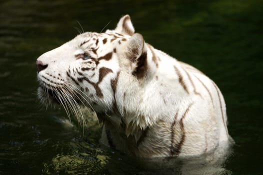 White Tigers