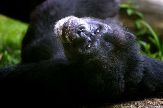 Chimpanzees
