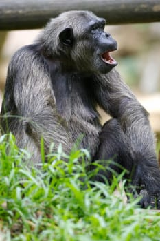 Chimpanzee