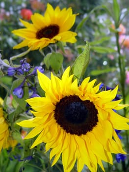 2 sunflowers in the garden