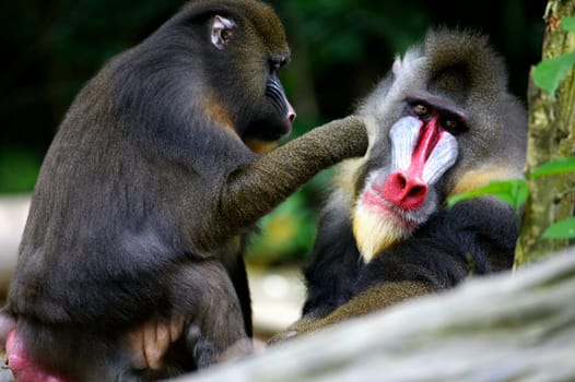 Mandrill Monkeys