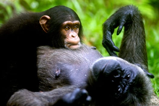 Chimpanzees