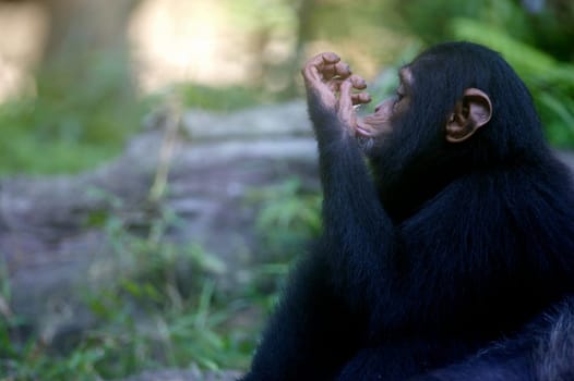 Chimpanzees
