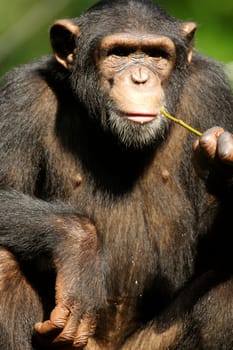Chimpanzees