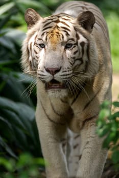White Tiger