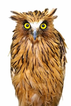 Malay Fish Owl