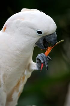 White Parrot