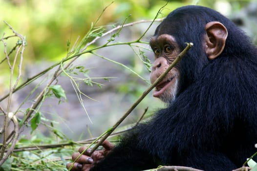 Chimpanzees