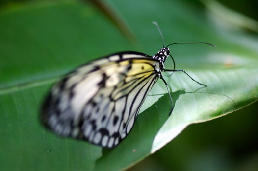 Butterflies