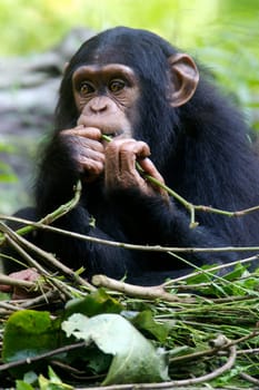 Chimpanzees