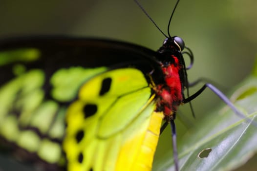 Butterflies