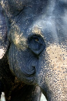 Asian Elephants