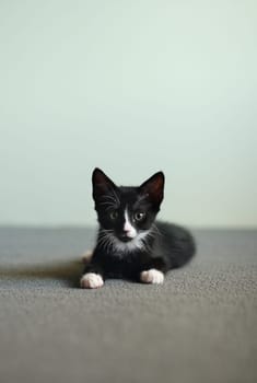 Playful black and white kitten laying on carpet photographed using shallow depth of field.