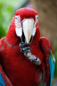 Scarlet Macaw