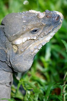 Horned Lizard