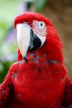 Scarlet Macaw