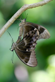 Butterflies