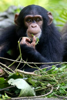 Chimpanzees