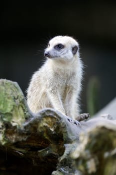 Meerkats