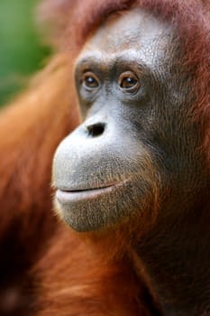 Orangutans