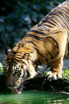 Maylaysian Tiger